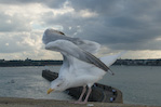 Oiseaux